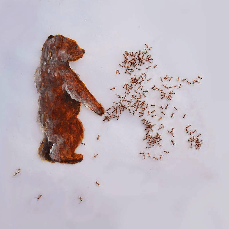 艺术家用蚂蚁作画 艺术作品令人头皮发麻