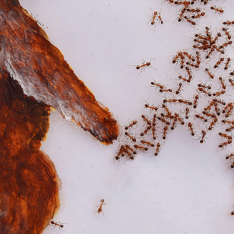 艺术家用蚂蚁作画 艺术作品令人头皮发麻
