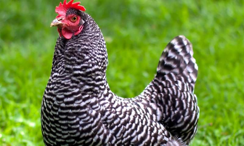 美国男孩被“战斗鸡”狂追影片遭疯传 魔性影片越看越疗愈