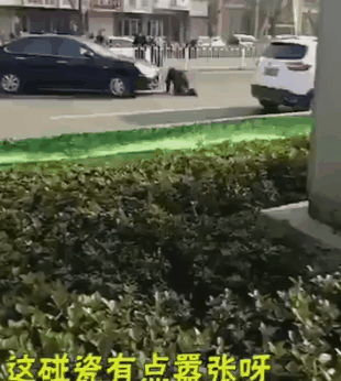 奇葩碰瓷事件 女儿不愿碰瓷老妈亲自上阵