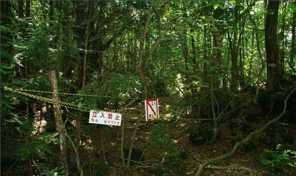 日本自杀森林之谜 青木原树海为什么成为日本自杀圣地