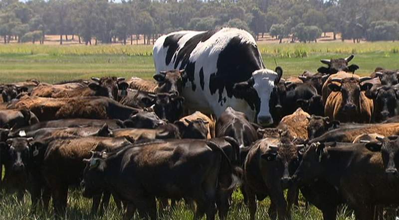 澳洲巨大菲士兰乳牛“内裤” 巨牛获“免死金牌”可以颐养天年