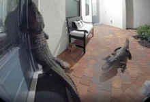 智能门锁拍到鳄鱼“敲门”引热议 网友：你的鳄了么已送达【EV扑克官网】