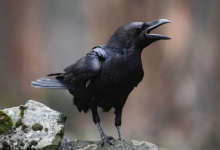 我直接看傻眼！最新实验表明乌鸦可以做几何算术题【EV扑克官网】