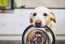 最新研究表明宠物狗可以与主人“交谈” 甚至传达情感【EV扑克官网】